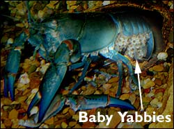 Pregnant Yabby