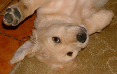 Hi! Rub my tummy! You know you want to!