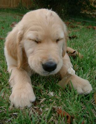 Ching-chong China ... Dog >-)