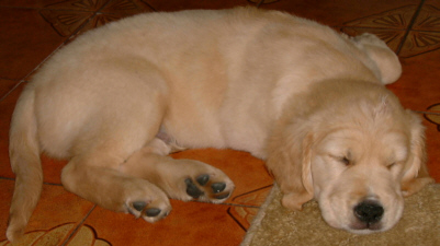 Leave me alone. I'm sleeping.